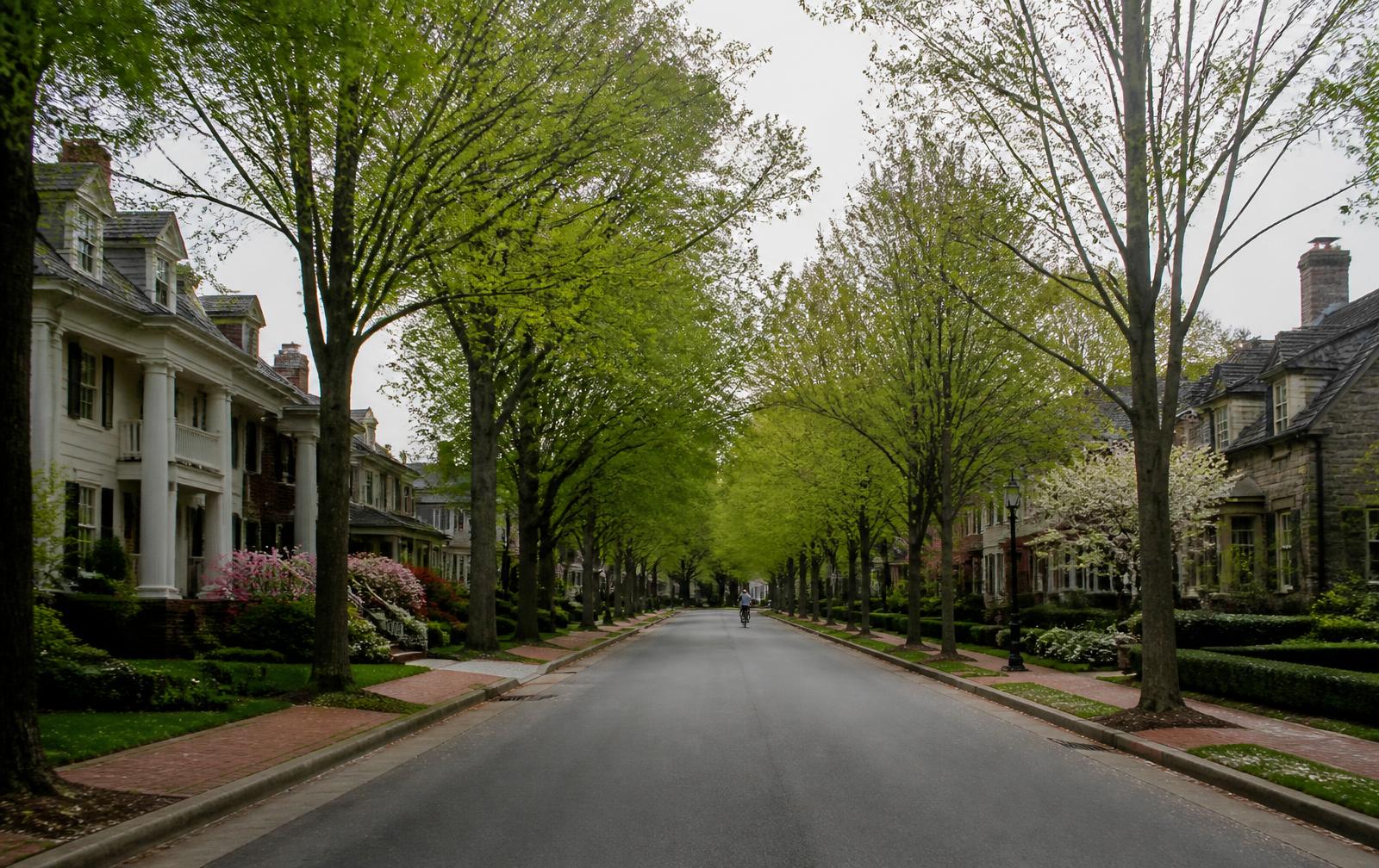 A tree-lined boulevard of stately homes in one of Charlotte's best neighborhoods