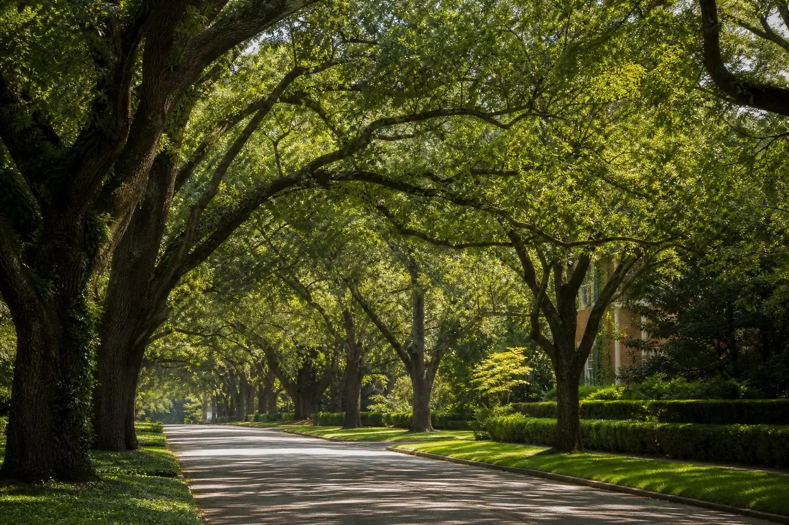 Tree-lined luxury street in Foxcroft