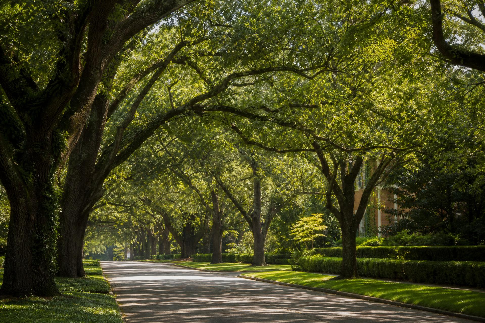 Tree-lined luxury street in Foxcroft